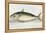 A Mackerel-E. Albin-Framed Premier Image Canvas