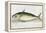 A Mackerel-E. Albin-Framed Premier Image Canvas