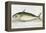 A Mackerel-E. Albin-Framed Premier Image Canvas