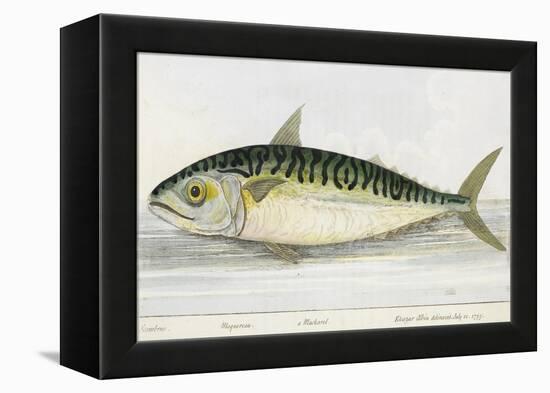 A Mackerel-E. Albin-Framed Premier Image Canvas