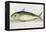 A Mackerel-E. Albin-Framed Premier Image Canvas