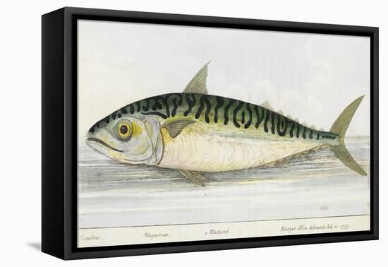 A Mackerel-E. Albin-Framed Premier Image Canvas