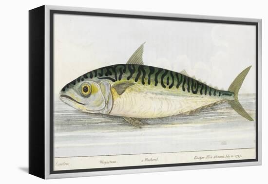 A Mackerel-E. Albin-Framed Premier Image Canvas