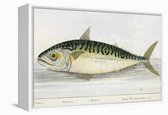 A Mackerel-E. Albin-Framed Premier Image Canvas