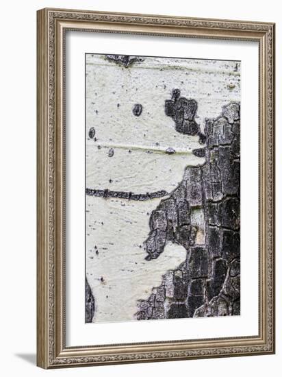 A Macro Shot of Aspen Bark on an Aspen Tree-Mallorie Ostrowitz-Framed Photographic Print