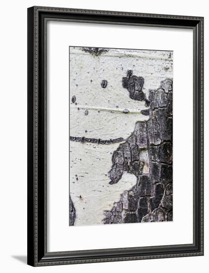 A Macro Shot of Aspen Bark on an Aspen Tree-Mallorie Ostrowitz-Framed Photographic Print