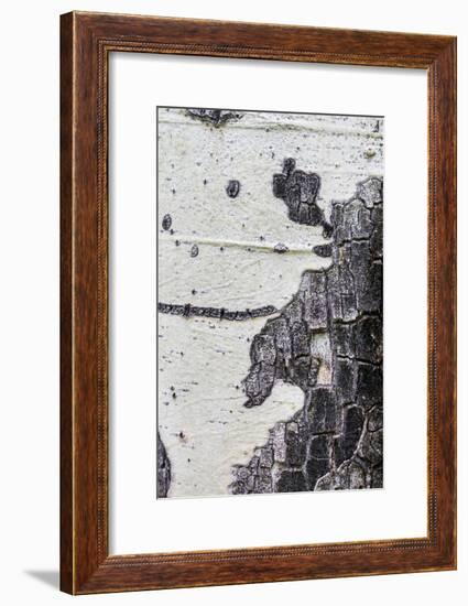 A Macro Shot of Aspen Bark on an Aspen Tree-Mallorie Ostrowitz-Framed Photographic Print