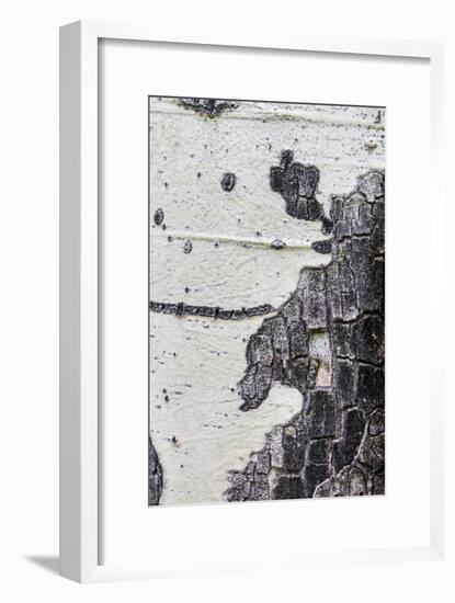 A Macro Shot of Aspen Bark on an Aspen Tree-Mallorie Ostrowitz-Framed Photographic Print