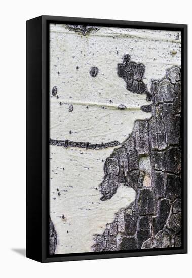 A Macro Shot of Aspen Bark on an Aspen Tree-Mallorie Ostrowitz-Framed Premier Image Canvas