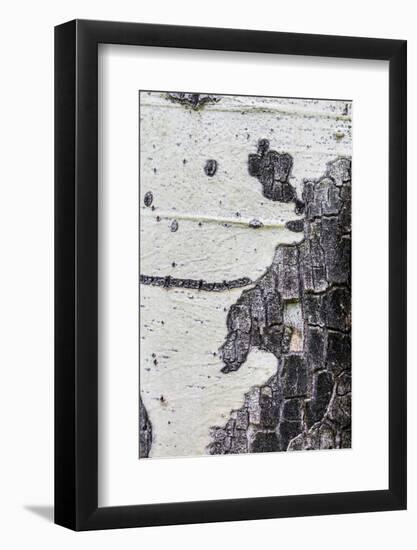 A Macro Shot of Aspen Bark on an Aspen Tree-Mallorie Ostrowitz-Framed Photographic Print