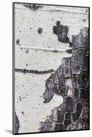 A Macro Shot of Aspen Bark on an Aspen Tree-Mallorie Ostrowitz-Mounted Photographic Print