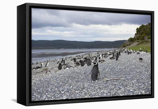 A magellanic penguin colony at the beach on Martillo Island, Tierra del Fuego, Argentina, South Ame-Nando Machado-Framed Premier Image Canvas