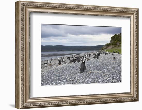 A magellanic penguin colony at the beach on Martillo Island, Tierra del Fuego, Argentina, South Ame-Nando Machado-Framed Photographic Print