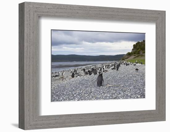 A magellanic penguin colony at the beach on Martillo Island, Tierra del Fuego, Argentina, South Ame-Nando Machado-Framed Photographic Print