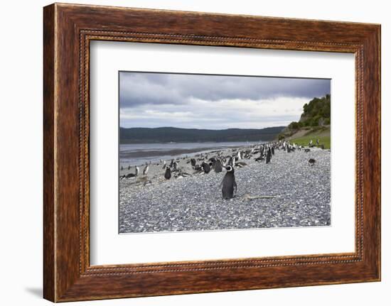 A magellanic penguin colony at the beach on Martillo Island, Tierra del Fuego, Argentina, South Ame-Nando Machado-Framed Photographic Print