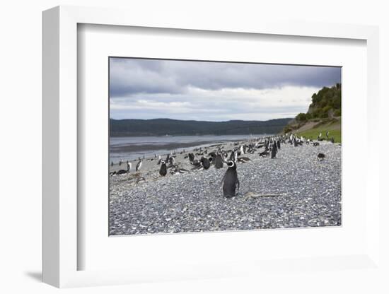 A magellanic penguin colony at the beach on Martillo Island, Tierra del Fuego, Argentina, South Ame-Nando Machado-Framed Photographic Print