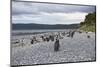 A magellanic penguin colony at the beach on Martillo Island, Tierra del Fuego, Argentina, South Ame-Nando Machado-Mounted Photographic Print