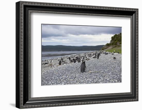 A magellanic penguin colony at the beach on Martillo Island, Tierra del Fuego, Argentina, South Ame-Nando Machado-Framed Photographic Print