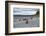 A magellanic penguin colony at the beach on Martillo Island, Tierra del Fuego, Argentina, South Ame-Nando Machado-Framed Photographic Print