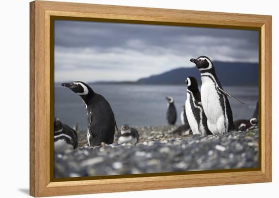 A magellanic penguin on Martillo Island, Tierra del Fuego, Argentina, South America-Nando Machado-Framed Premier Image Canvas