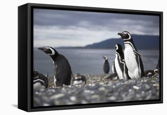 A magellanic penguin on Martillo Island, Tierra del Fuego, Argentina, South America-Nando Machado-Framed Premier Image Canvas