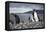 A magellanic penguin on Martillo Island, Tierra del Fuego, Argentina, South America-Nando Machado-Framed Premier Image Canvas