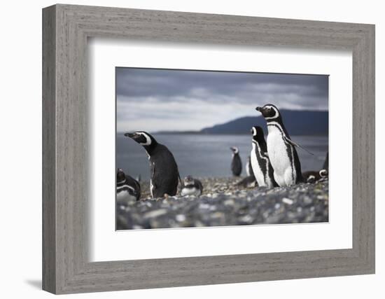 A magellanic penguin on Martillo Island, Tierra del Fuego, Argentina, South America-Nando Machado-Framed Photographic Print