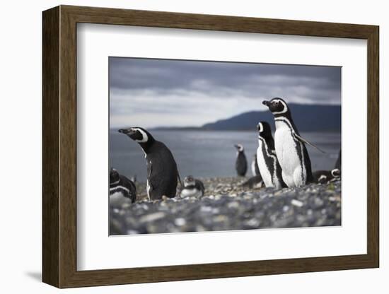 A magellanic penguin on Martillo Island, Tierra del Fuego, Argentina, South America-Nando Machado-Framed Photographic Print