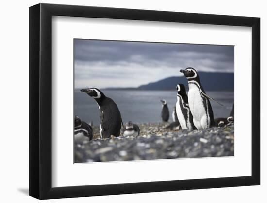 A magellanic penguin on Martillo Island, Tierra del Fuego, Argentina, South America-Nando Machado-Framed Photographic Print