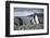 A magellanic penguin on Martillo Island, Tierra del Fuego, Argentina, South America-Nando Machado-Framed Photographic Print