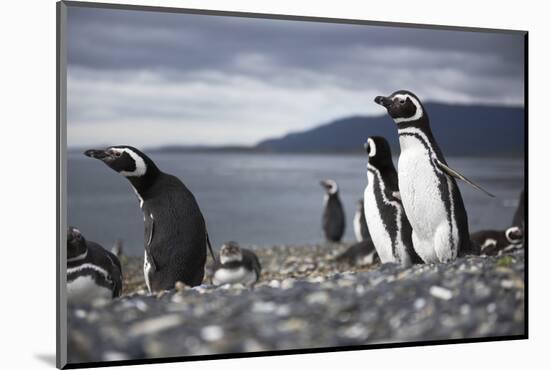 A magellanic penguin on Martillo Island, Tierra del Fuego, Argentina, South America-Nando Machado-Mounted Photographic Print