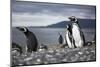 A magellanic penguin on Martillo Island, Tierra del Fuego, Argentina, South America-Nando Machado-Mounted Photographic Print