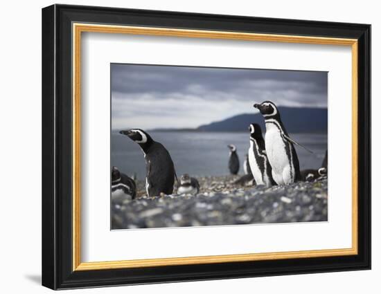 A magellanic penguin on Martillo Island, Tierra del Fuego, Argentina, South America-Nando Machado-Framed Photographic Print