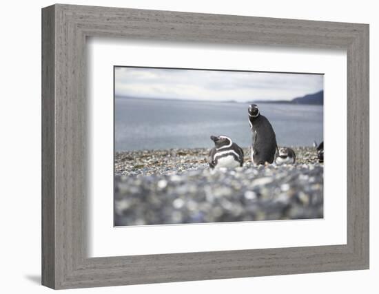 A magellanic penguin on Martillo Island, Tierra del Fuego, Argentina, South America-Nando Machado-Framed Photographic Print