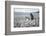 A magellanic penguin on Martillo Island, Tierra del Fuego, Argentina, South America-Nando Machado-Framed Photographic Print