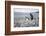 A magellanic penguin on Martillo Island, Tierra del Fuego, Argentina, South America-Nando Machado-Framed Photographic Print