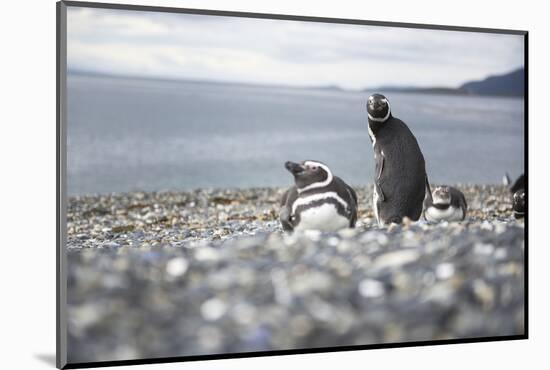 A magellanic penguin on Martillo Island, Tierra del Fuego, Argentina, South America-Nando Machado-Mounted Photographic Print