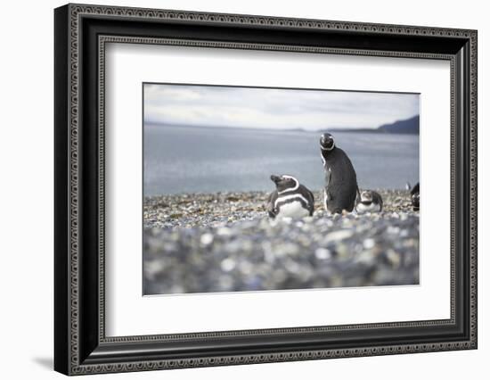 A magellanic penguin on Martillo Island, Tierra del Fuego, Argentina, South America-Nando Machado-Framed Photographic Print