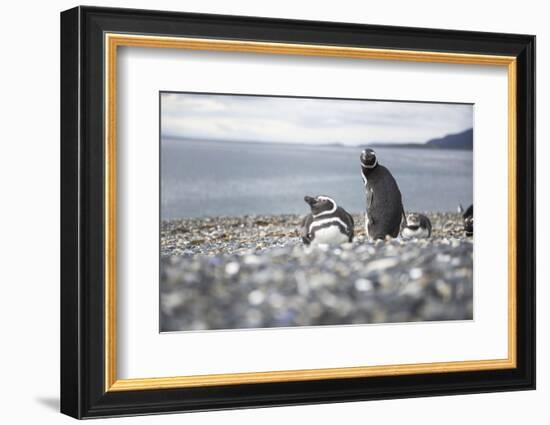 A magellanic penguin on Martillo Island, Tierra del Fuego, Argentina, South America-Nando Machado-Framed Photographic Print