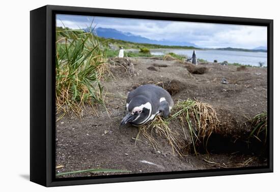 A magellanic penguin on Martillo Island, Tierra del Fuego, Argentina, South America-Nando Machado-Framed Premier Image Canvas