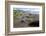 A magellanic penguin on Martillo Island, Tierra del Fuego, Argentina, South America-Nando Machado-Framed Photographic Print