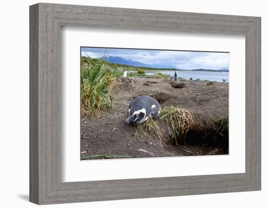 A magellanic penguin on Martillo Island, Tierra del Fuego, Argentina, South America-Nando Machado-Framed Photographic Print