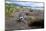 A magellanic penguin on Martillo Island, Tierra del Fuego, Argentina, South America-Nando Machado-Mounted Photographic Print