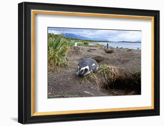 A magellanic penguin on Martillo Island, Tierra del Fuego, Argentina, South America-Nando Machado-Framed Photographic Print