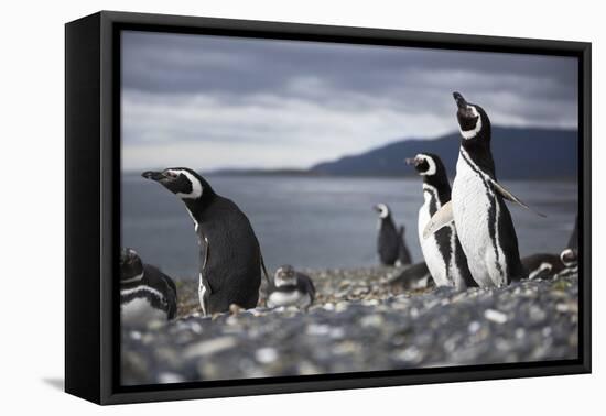 A Magellanic penguin shaking water off its feathers after a swim, Martillo Island, Argentina, South-Fernando Carniel Machado-Framed Premier Image Canvas