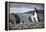 A Magellanic penguin shaking water off its feathers after a swim, Martillo Island, Argentina, South-Fernando Carniel Machado-Framed Premier Image Canvas