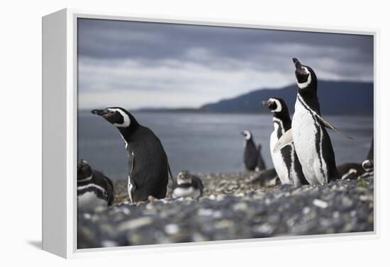 A Magellanic penguin shaking water off its feathers after a swim, Martillo Island, Argentina, South-Fernando Carniel Machado-Framed Premier Image Canvas