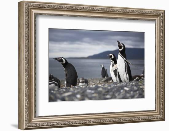 A Magellanic penguin shaking water off its feathers after a swim, Martillo Island, Argentina, South-Fernando Carniel Machado-Framed Photographic Print