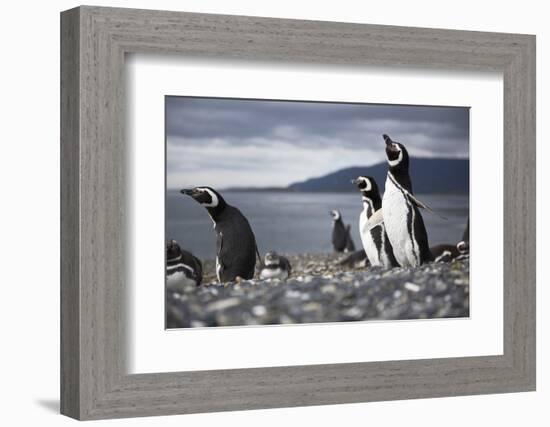 A Magellanic penguin shaking water off its feathers after a swim, Martillo Island, Argentina, South-Fernando Carniel Machado-Framed Photographic Print