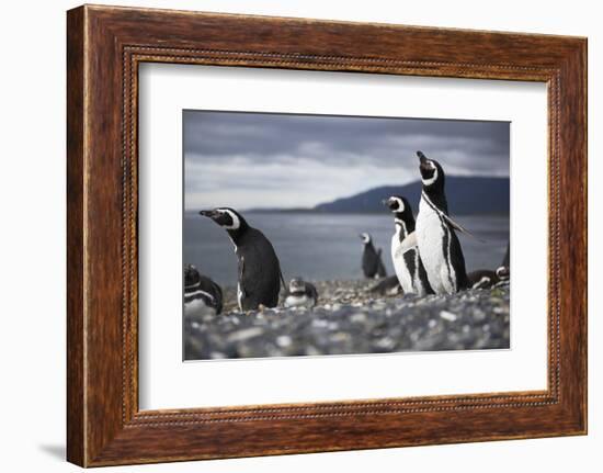 A Magellanic penguin shaking water off its feathers after a swim, Martillo Island, Argentina, South-Fernando Carniel Machado-Framed Photographic Print